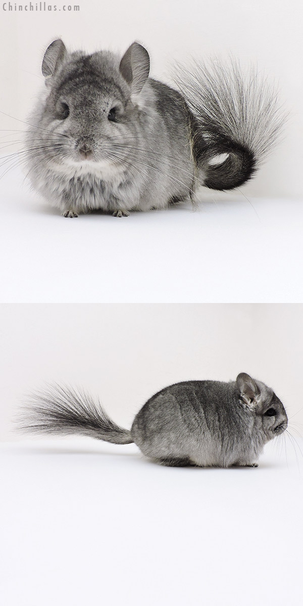 Chinchilla or related item offered for sale or export on Chinchillas.com - 17180 Exceptional Standard  Royal Persian Angora Female Chinchilla
