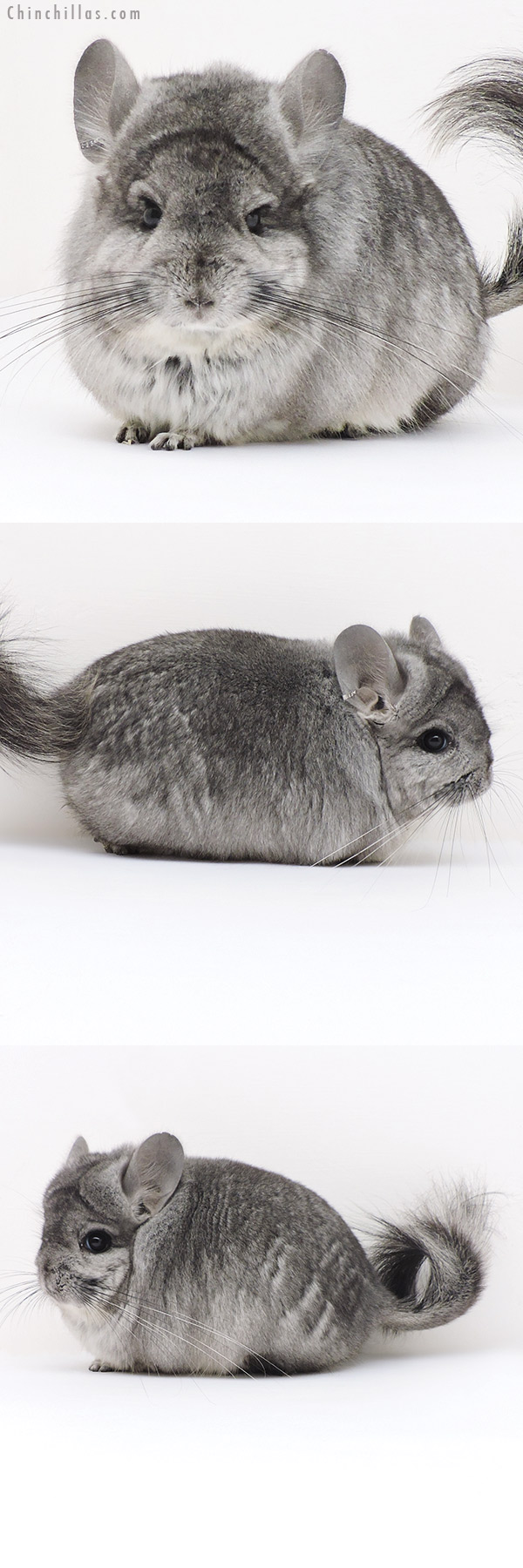 Chinchilla or related item offered for sale or export on Chinchillas.com - 17212 Standard ( Ebony & Locken Carrier )  Royal Persian Angora Male Chinchilla
