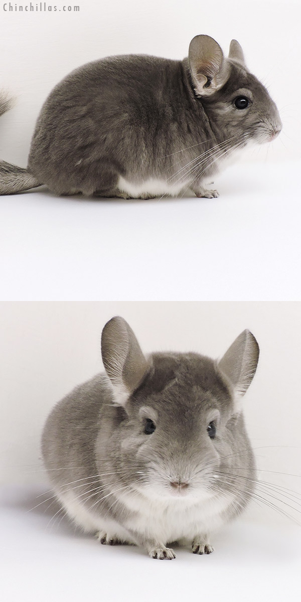 Chinchilla or related item offered for sale or export on Chinchillas.com - 17214 Premium Production Quality Violet Female Chinchilla