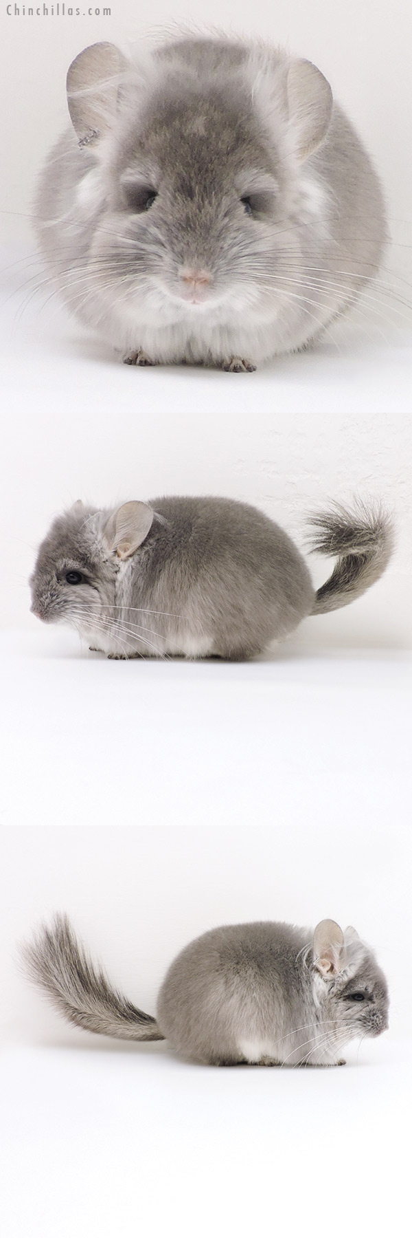Chinchilla or related item offered for sale or export on Chinchillas.com - 17210 Violet  Royal Persian Angora Male Chinchilla with Ear Tufts