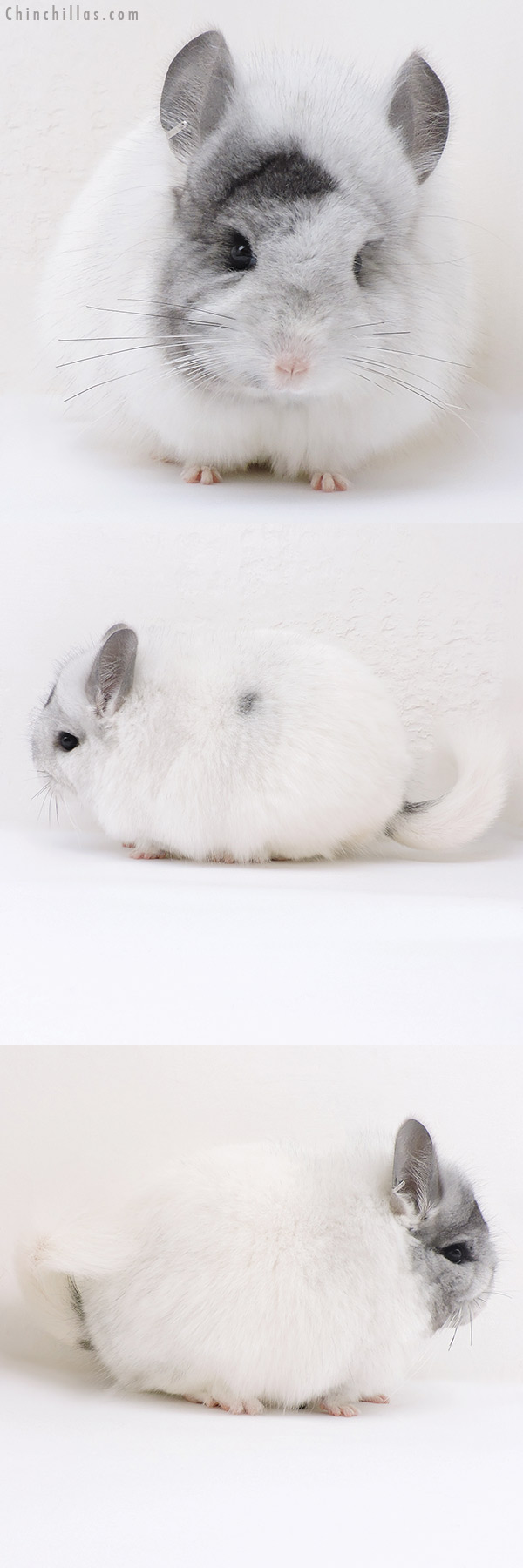 Chinchilla or related item offered for sale or export on Chinchillas.com - 17181 Unique White Mosaic  Royal Persian Angora Female Chinchilla