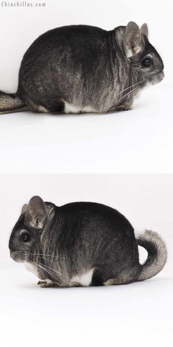 Chinchilla or related item offered for sale or export on Chinchillas.com - 17221 Large Blocky Premium Production Quality Standard Female Chinchilla