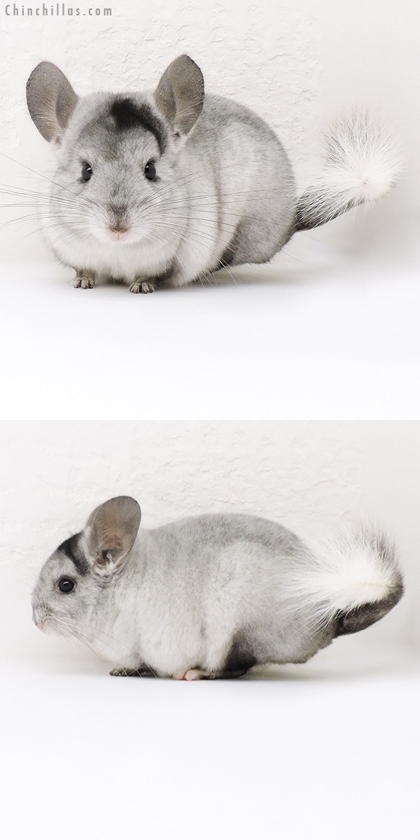 Chinchilla or related item offered for sale or export on Chinchillas.com - 17187 Extreme Ebony & White Mosaic ( Locken Carrier ) Female Chinchilla