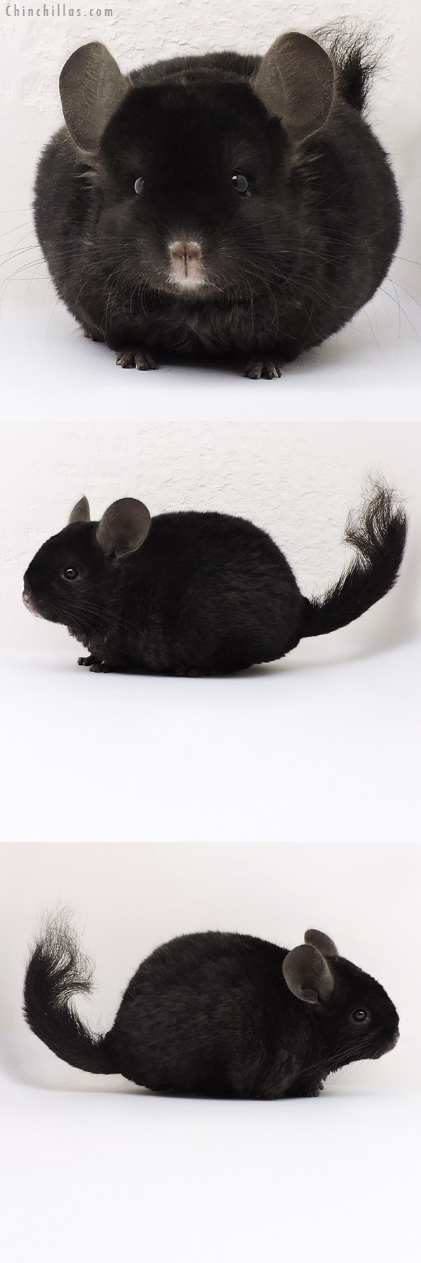 Chinchilla or related item offered for sale or export on Chinchillas.com - 17184 Exceptional Ebony Locken Female Chinchilla
