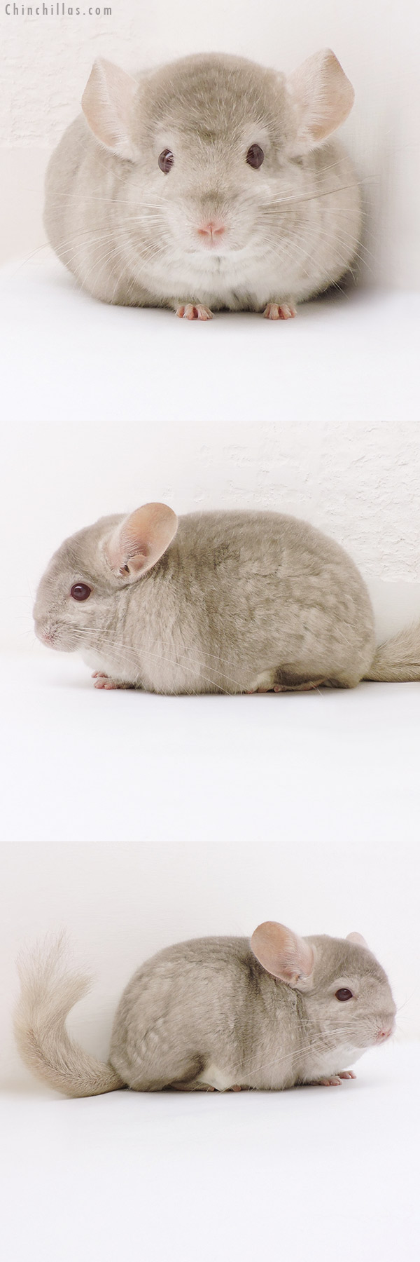 Chinchilla or related item offered for sale or export on Chinchillas.com - 17158 Show Quality Homo Beige Female Chinchilla