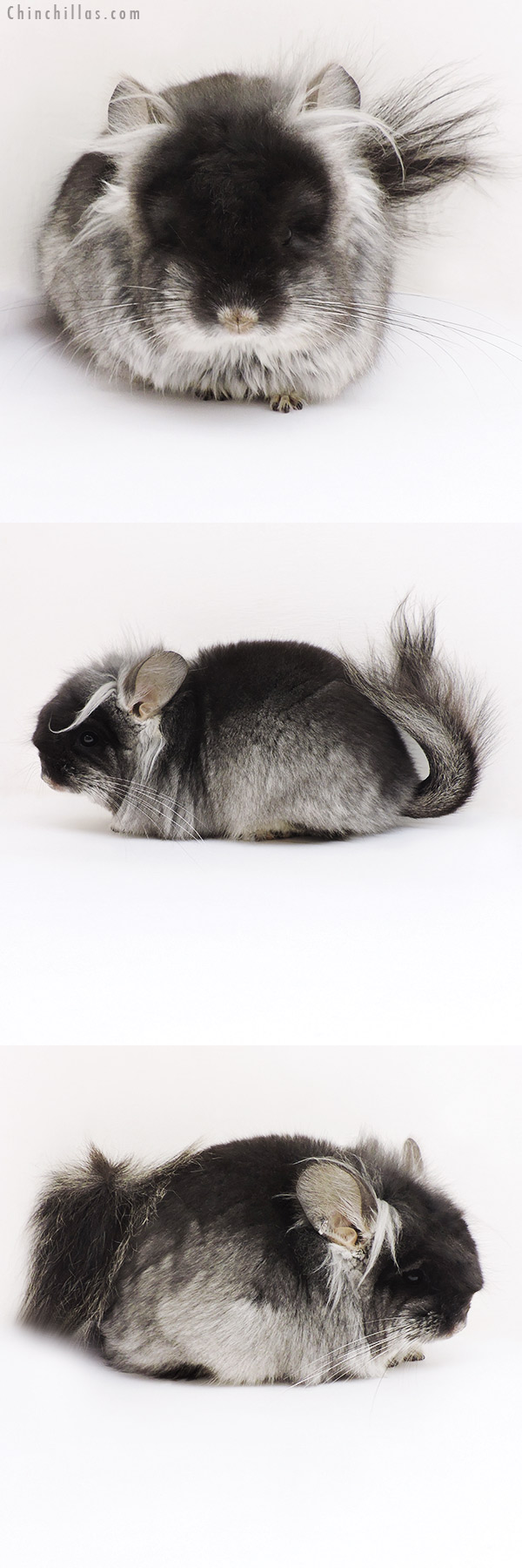Chinchilla or related item offered for sale or export on Chinchillas.com - 17231 Exceptional Black Velvet ( Violet Carrier ) G2  Royal Persian Angora Male Chinchilla