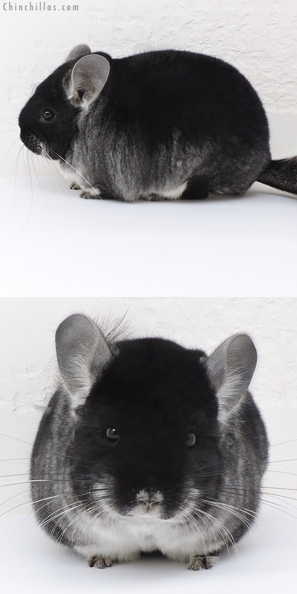 Chinchilla or related item offered for sale or export on Chinchillas.com - 17223 Blocky Show Quality Black Velvet Female Chinchilla