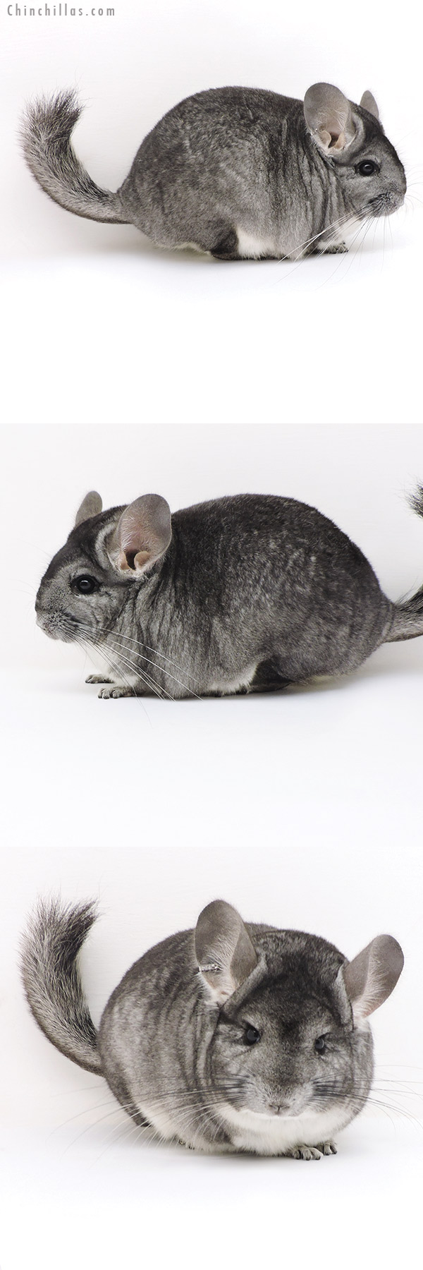 Chinchilla or related item offered for sale or export on Chinchillas.com - 17228 Standard ( Sapphire &  Royal Persian Angora Carrier ) Female Chinchilla