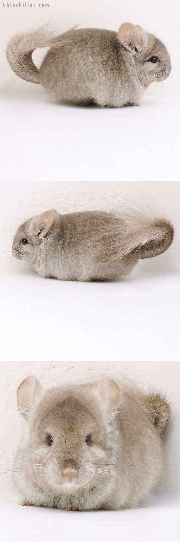 Chinchilla or related item offered for sale or export on Chinchillas.com - 17233 Beige ( Ebony Carrier )  Royal Persian Angora Male Chinchilla