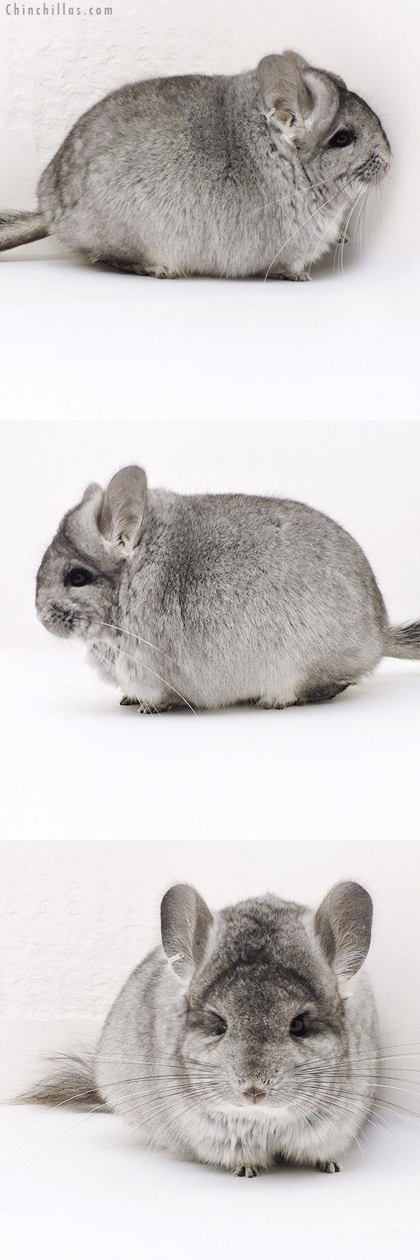 Chinchilla or related item offered for sale or export on Chinchillas.com - 17336 Blocky Standard  Royal Persian Angora Female Chinchilla