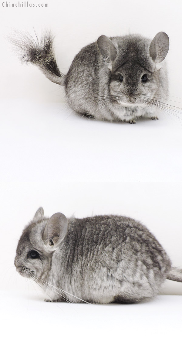 Chinchilla or related item offered for sale or export on Chinchillas.com - 17229 Standard  Royal Persian Angora Female Chinchilla