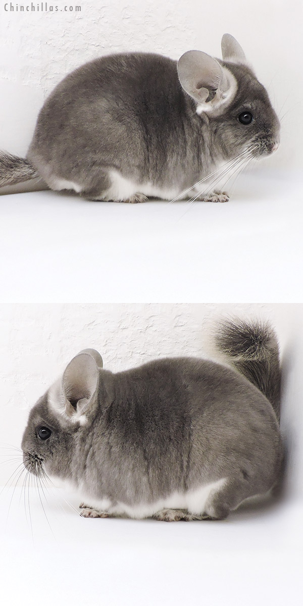 Chinchilla or related item offered for sale or export on Chinchillas.com - 17340 Show Quality TOV Violet Male Chinchilla