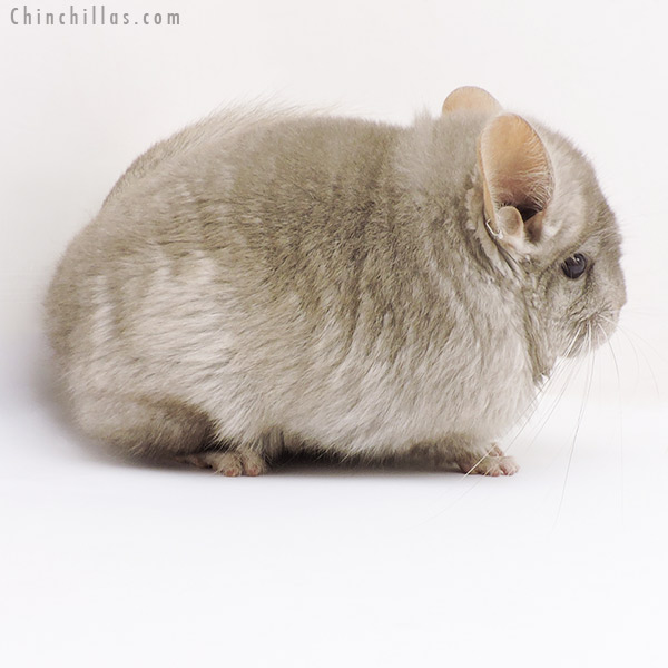 Chinchilla or related item offered for sale or export on Chinchillas.com - 17334 Light Tan  Royal Persian Angora Female Chinchilla
