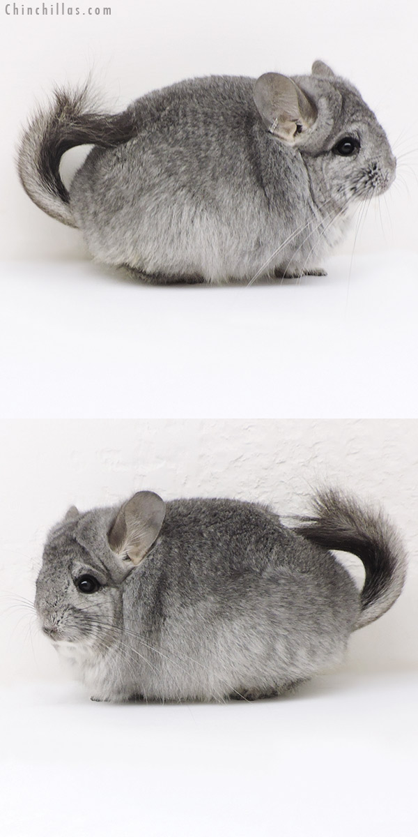 Chinchilla or related item offered for sale or export on Chinchillas.com - 17335 Exceptional Mini Standard ( Sapphire Carrier )  Royal Persian Angora Female Chinchilla