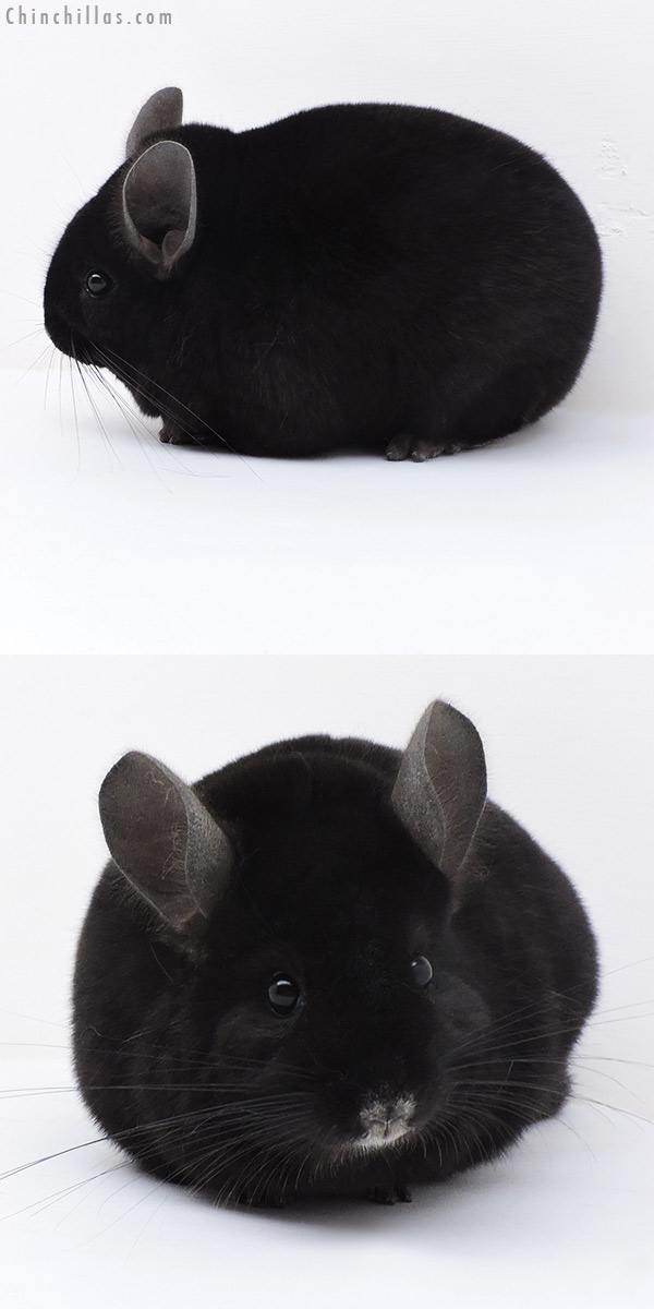 Chinchilla or related item offered for sale or export on Chinchillas.com - 17344 Large Blocky Premium Production Quality Ebony Female Chinchilla