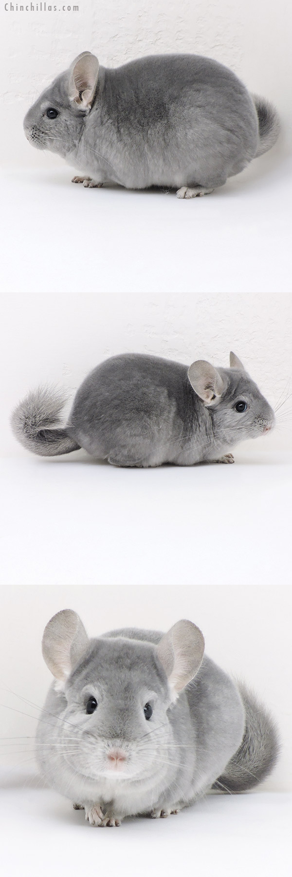 Chinchilla or related item offered for sale or export on Chinchillas.com - 17346 Premium Production Quality Light Wrap Around Blue Diamond Female Chinchilla