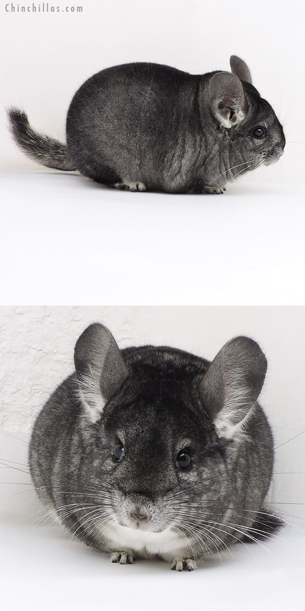 Chinchilla or related item offered for sale or export on Chinchillas.com - 17350 Large Blocky Premium Production Quality Standard Female Chinchilla