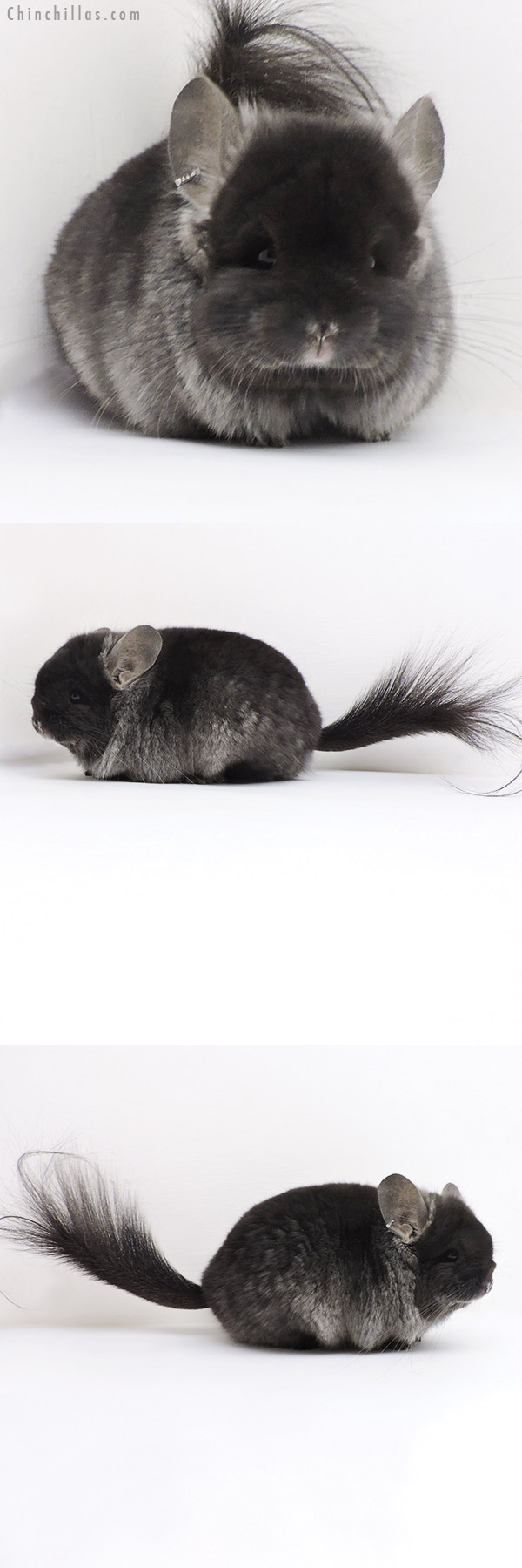 Chinchilla or related item offered for sale or export on Chinchillas.com - 17359 Exceptional Blocky Brevi Type TOV Ebony ( Locken Carrier )  Royal Persian Angora Male Chinchilla