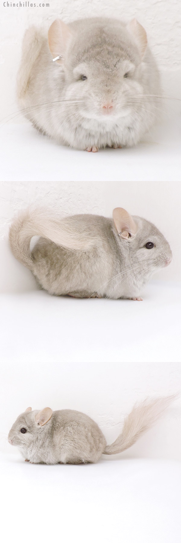 Chinchilla or related item offered for sale or export on Chinchillas.com - 17361 Beige  Royal Persian Angora Male Chinchilla