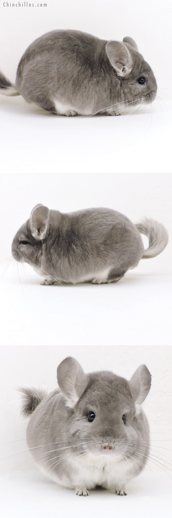 Chinchilla or related item offered for sale or export on Chinchillas.com - 17362 Large Blocky Violet Male Chinchilla