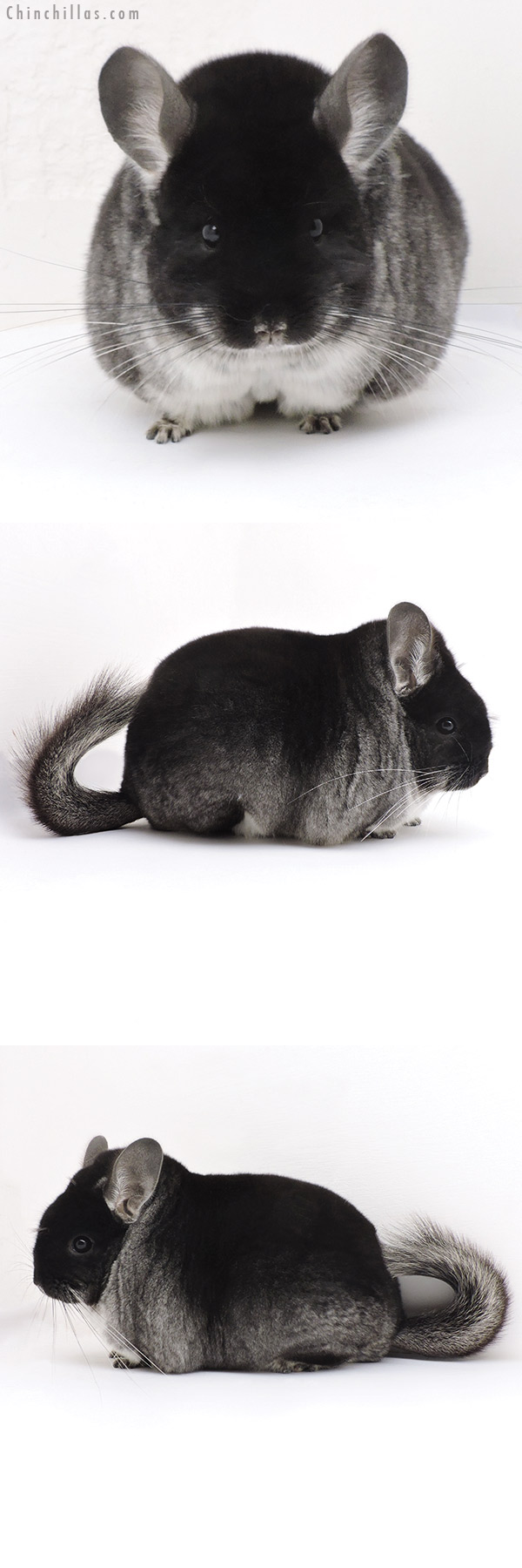 Chinchilla or related item offered for sale or export on Chinchillas.com - 17365 Large Blocky Premium Production Quality Black Velvet Female Chinchilla