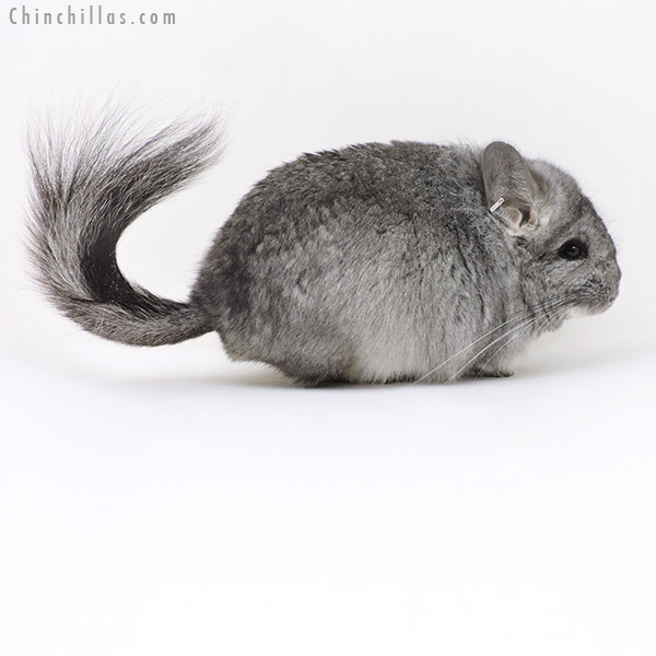 Chinchilla or related item offered for sale or export on Chinchillas.com - 17360 Standard  Royal Persian Angora Male Chinchilla