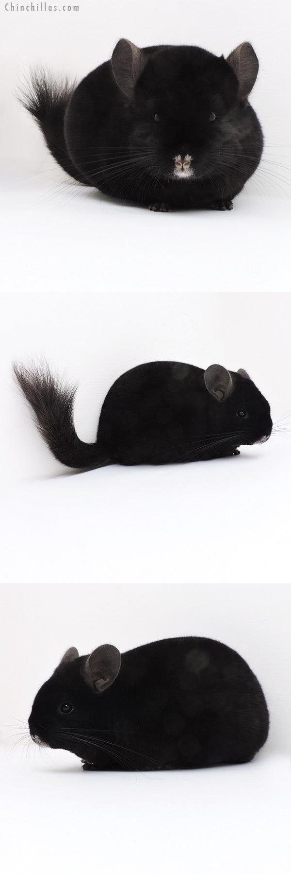 Chinchilla or related item offered for sale or export on Chinchillas.com - 17358 Show Quality Ebony Male Chinchilla