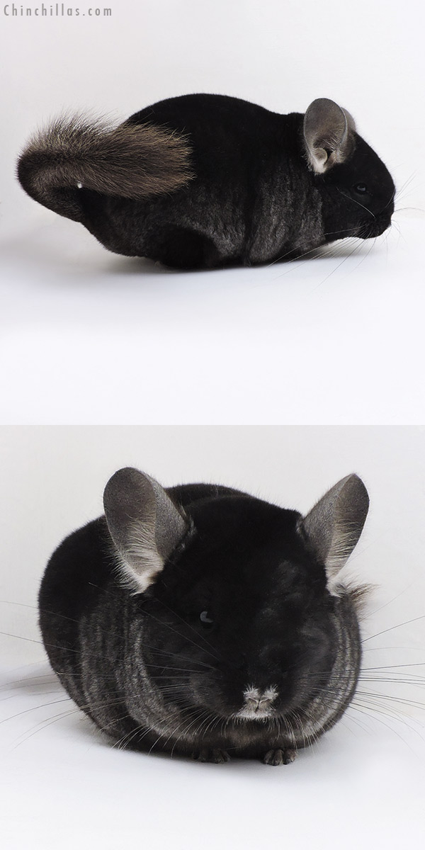 Chinchilla or related item offered for sale or export on Chinchillas.com - 17367 Brevi Type Show Quality TOV Ebony Female Chinchilla