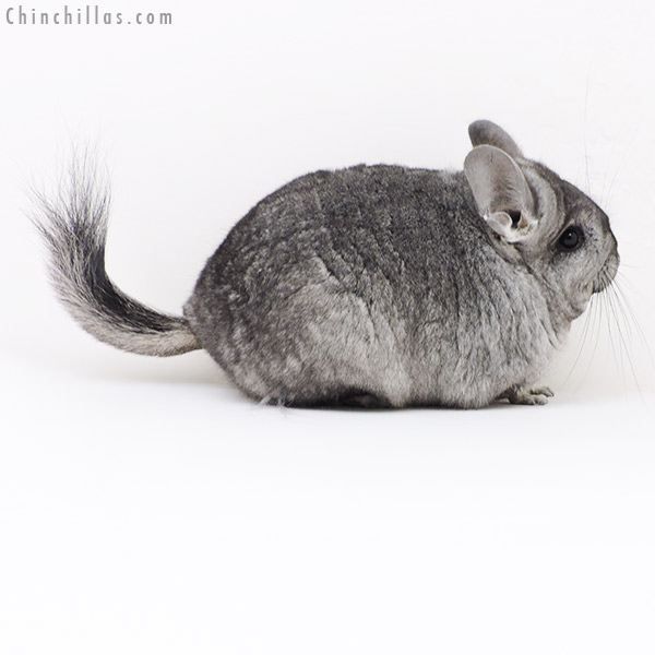 Chinchilla or related item offered for sale or export on Chinchillas.com - 17370 Blocky Standard ( Ebony & Locken Carrier )  Royal Persian Angora Female Chinchilla