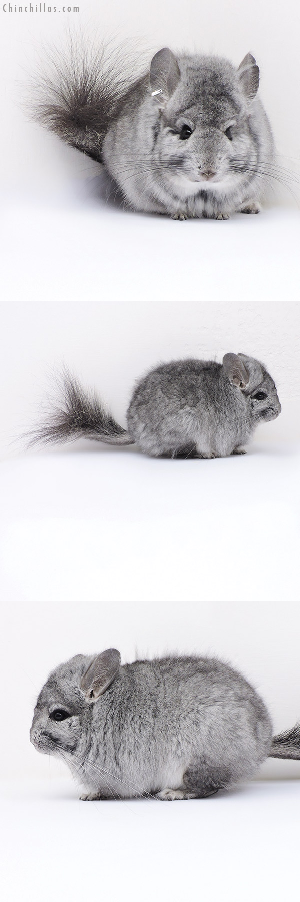 Chinchilla or related item offered for sale or export on Chinchillas.com - 17209 Standard  Royal Persian Angora Male Chinchilla