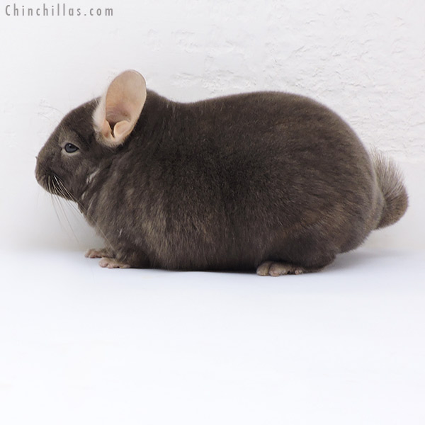 Chinchilla or related item offered for sale or export on Chinchillas.com - 17379 Blocky Premium Production Quality Dark Tan Female Chinchilla