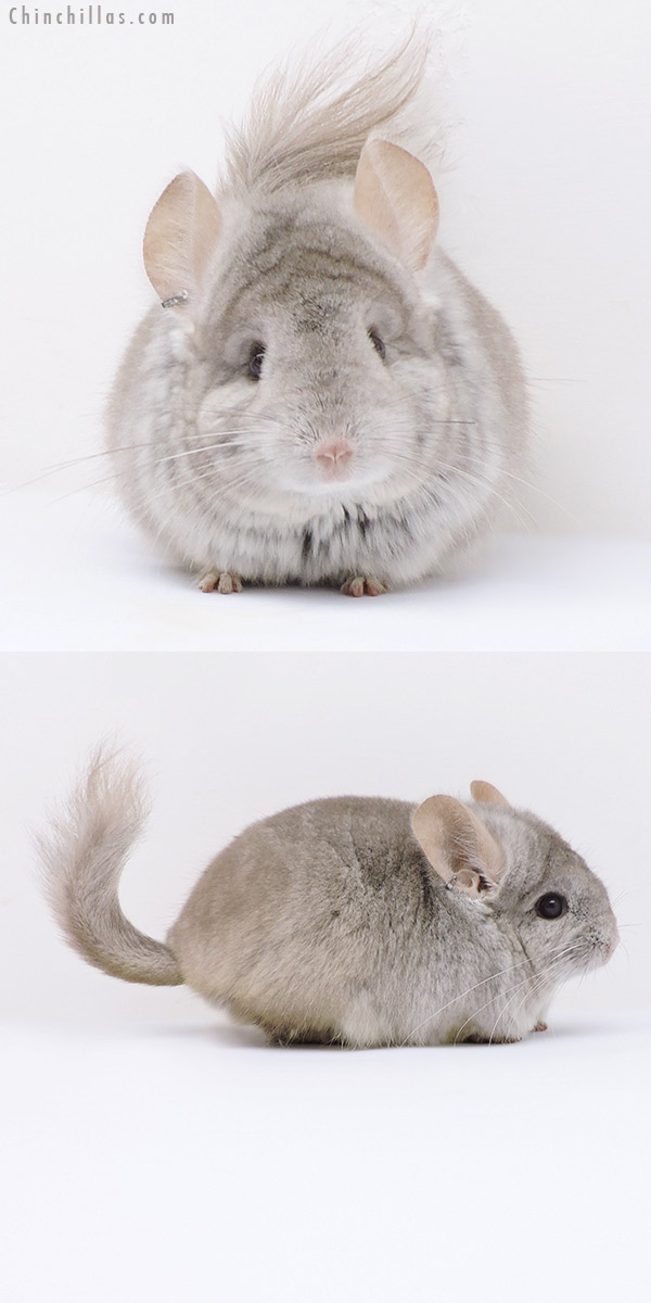 Chinchilla or related item offered for sale or export on Chinchillas.com - 17372 Beige  Royal Persian Angora Male Chinchilla