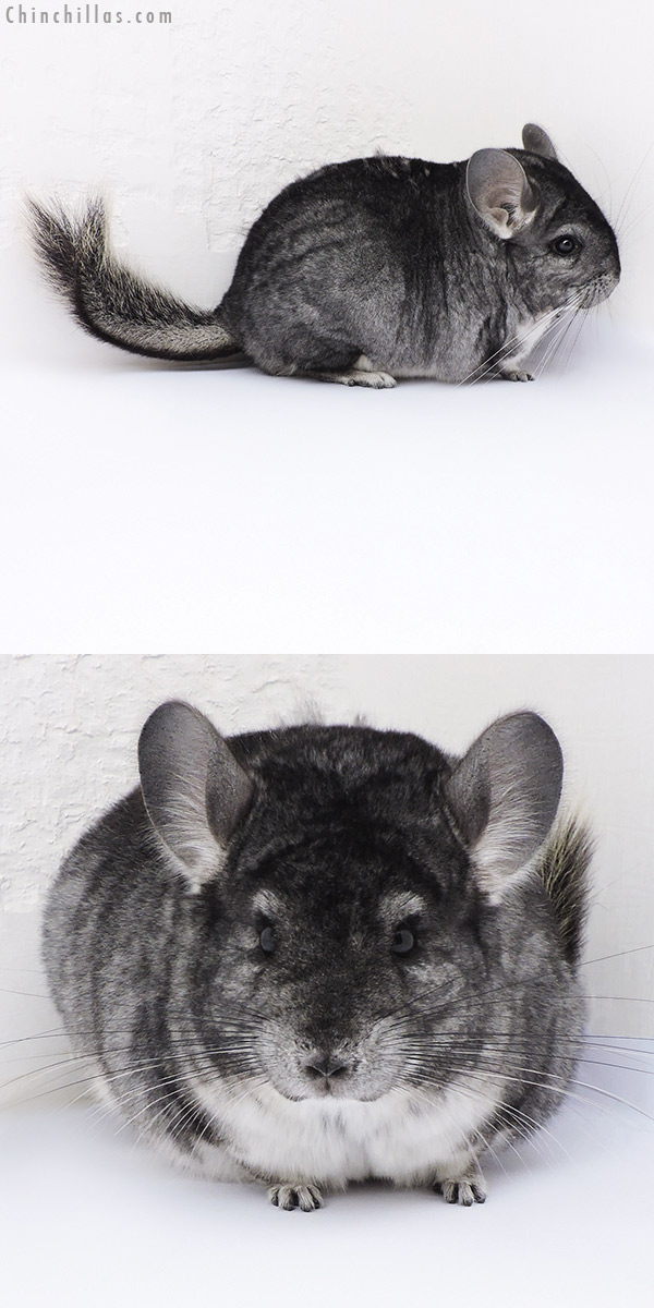 Chinchilla or related item offered for sale or export on Chinchillas.com - 17378 Large Blocky Premium Production Quality Standard Female Chinchilla
