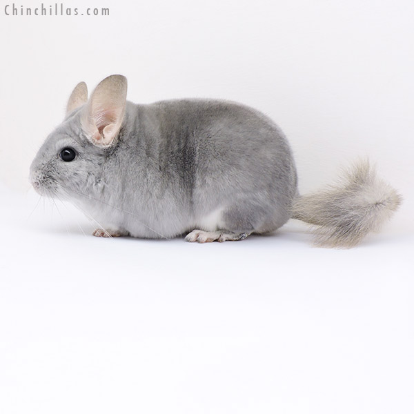Chinchilla or related item offered for sale or export on Chinchillas.com - 17380 Premium Production Quality Blue Diamond Female Chinchilla