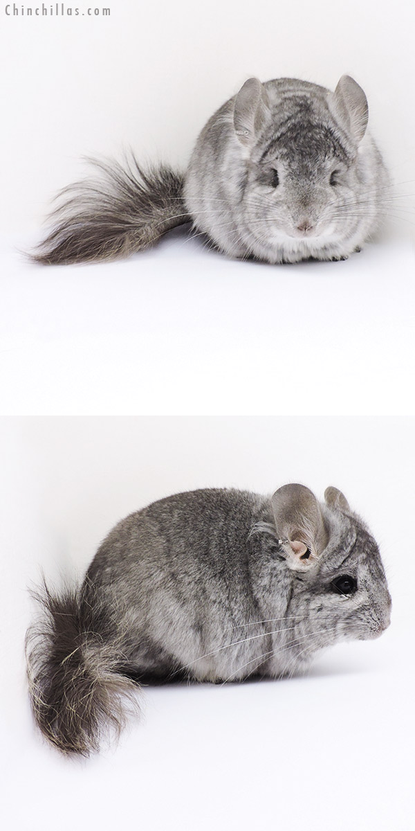 Chinchilla or related item offered for sale or export on Chinchillas.com - 17373 Standard  Royal Persian Angora Male Chinchilla