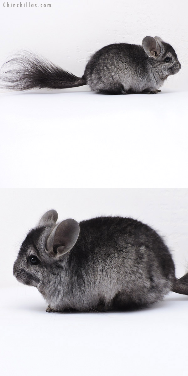 Chinchilla or related item offered for sale or export on Chinchillas.com - 17374 Ebony  Royal Persian Angora Male Chinchilla