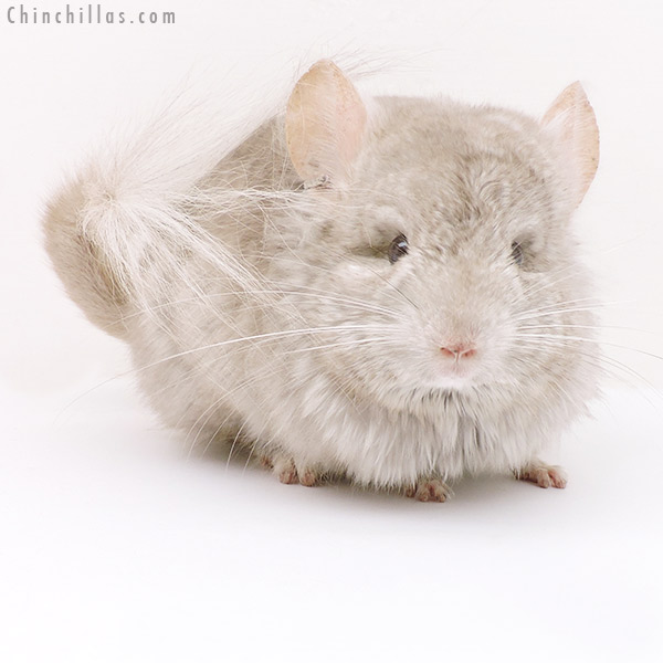 Chinchilla or related item offered for sale or export on Chinchillas.com - 17232 Beige ( Ebony & Locken Carrier )  Royal Persian Angora Male Chinchilla