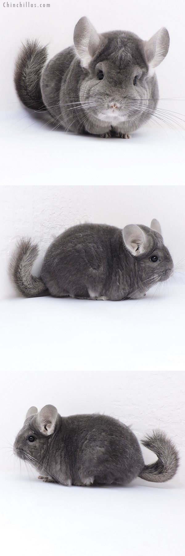 Chinchilla or related item offered for sale or export on Chinchillas.com - 17381 Extra Large Blocky Premium Production Quality Violet ( Ebony Carrier ) Female Chinchilla
