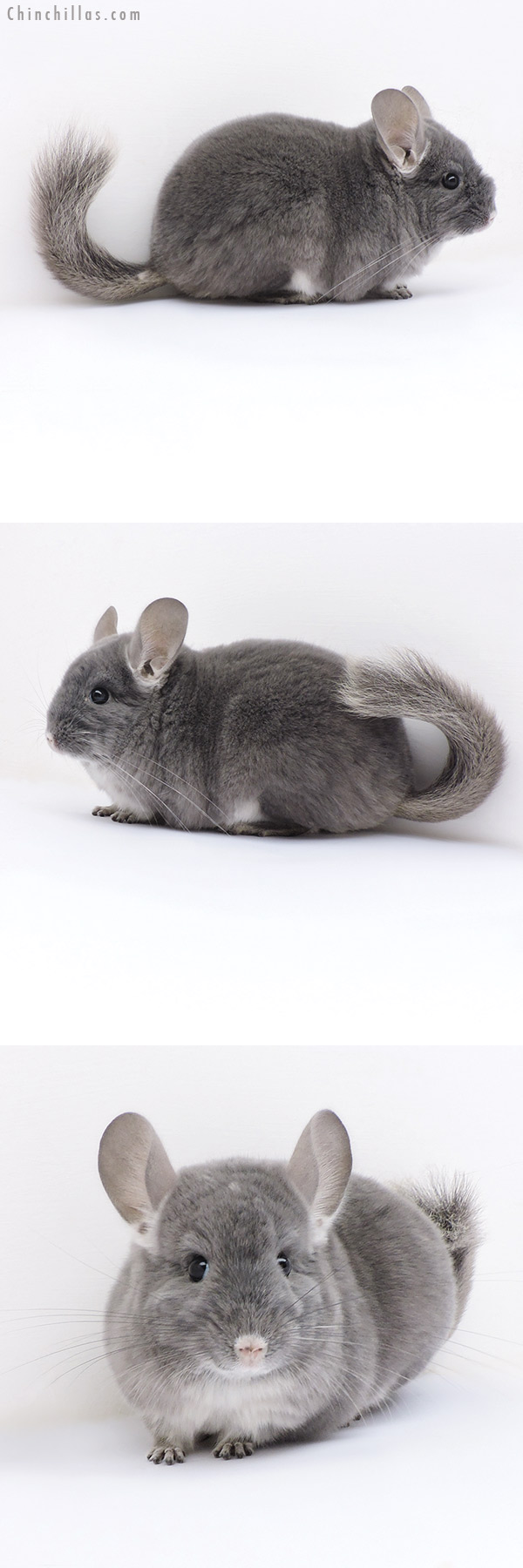 Chinchilla or related item offered for sale or export on Chinchillas.com - 17383 Show Quality TOV Violet ( Ebony Carrier ) Female Chinchilla