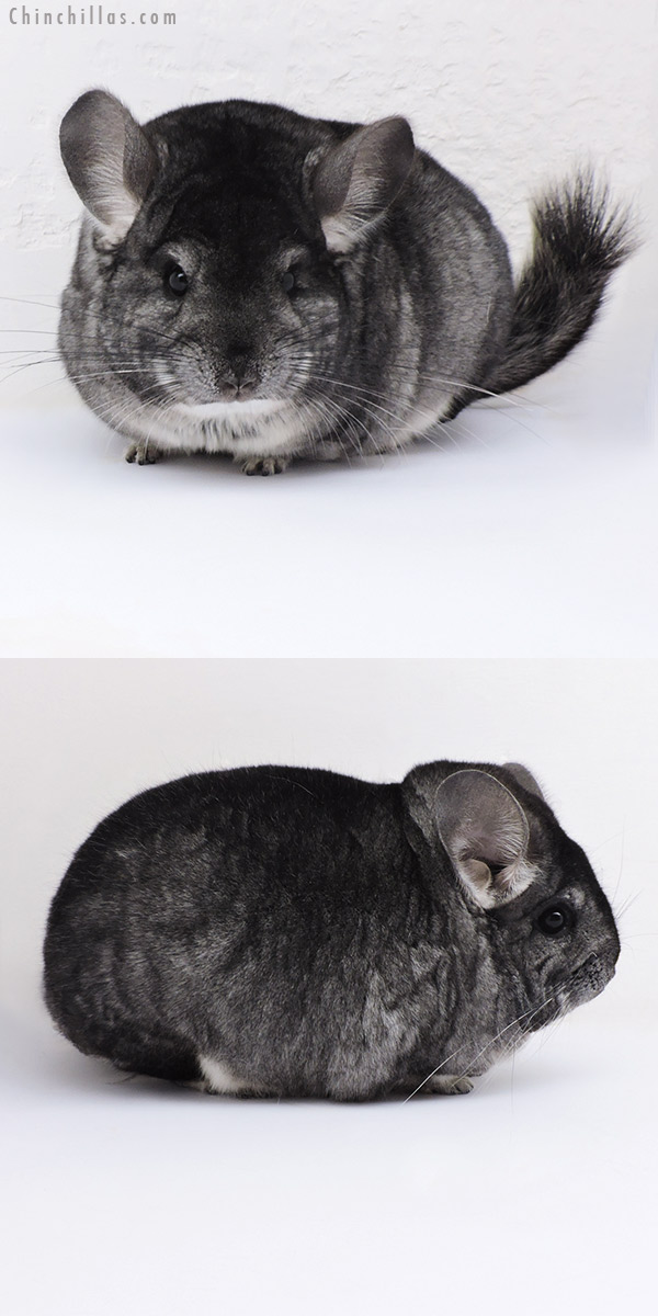 Chinchilla or related item offered for sale or export on Chinchillas.com - 17388 Extra Large Blocky Premium Production Quality Standard Female Chinchilla