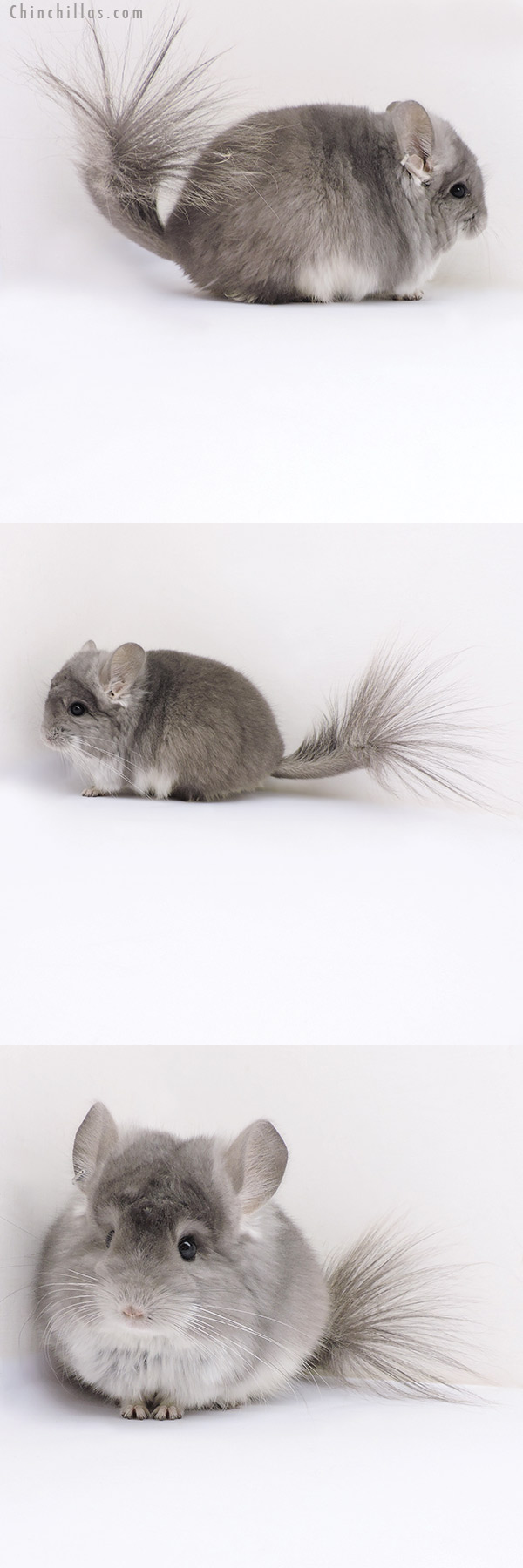 Chinchilla or related item offered for sale or export on Chinchillas.com - 17393 Exceptional Blocky Violet  Royal Persian Angora Male Chinchilla
