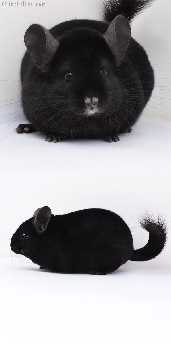 Chinchilla or related item offered for sale or export on Chinchillas.com - 17397 Show Quality Ebony Female Chinchilla