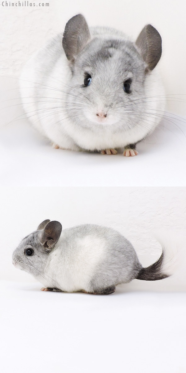 Chinchilla or related item offered for sale or export on Chinchillas.com - 17398 Ebony & White Mosaic ( Locken Carrier ) Female Chinchilla