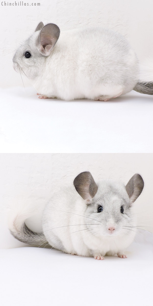 Chinchilla or related item offered for sale or export on Chinchillas.com - 17387 Extra Large Blocky Premium Production Quality White Mosaic Female Chinchilla
