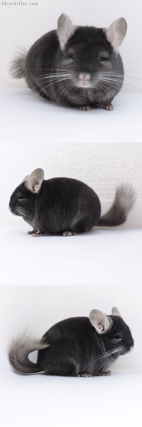 Chinchilla or related item offered for sale or export on Chinchillas.com - 17404 Show Quality Dark Wrap Around Sapphire Male Chinchilla