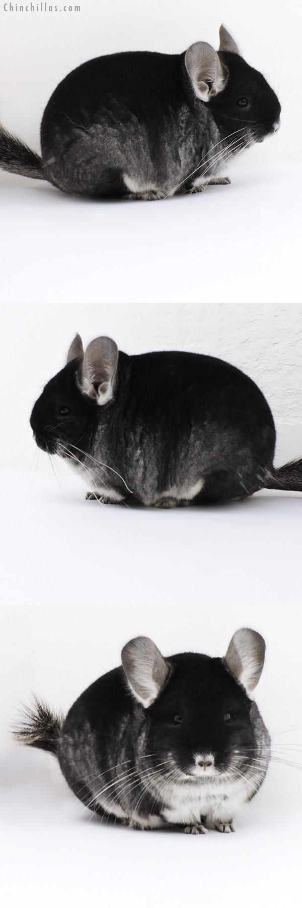 Chinchilla or related item offered for sale or export on Chinchillas.com - 17413 Blocky Show Quality Black Velvet Female Chinchilla