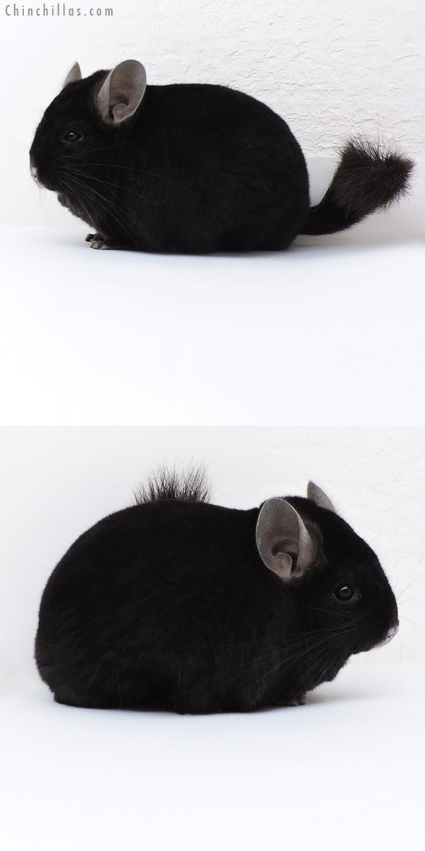 Chinchilla or related item offered for sale or export on Chinchillas.com - 17405 Blocky Herd Improvement Quality Ebony Male Chinchilla