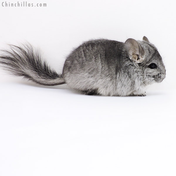 Chinchilla or related item offered for sale or export on Chinchillas.com - 17409 Standard  Royal Persian Angora Male Chinchilla