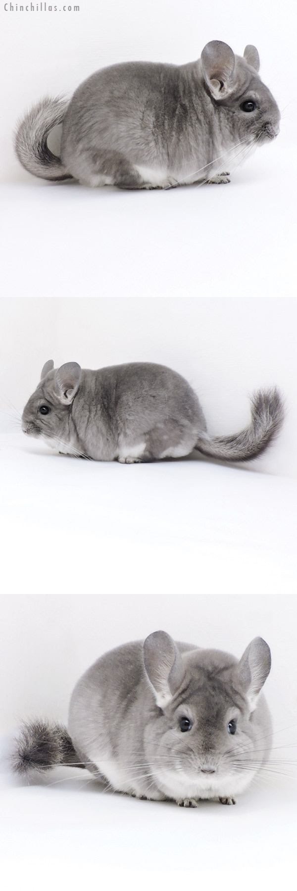 Chinchilla or related item offered for sale or export on Chinchillas.com - 18001 Large Blocky Premium Production Quality Violet Female Chinchilla