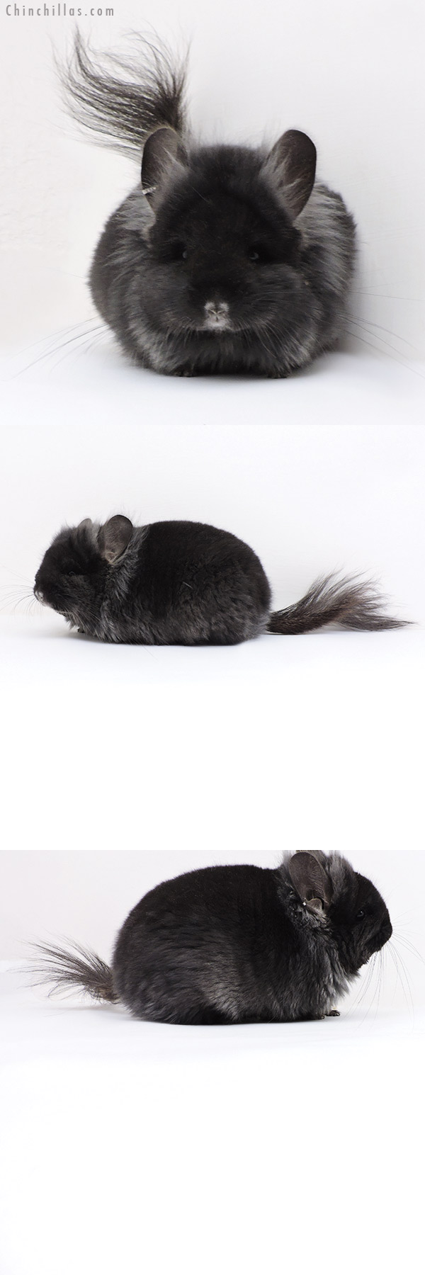Chinchilla or related item offered for sale or export on Chinchillas.com - 18009 Exceptional Ebony  Royal Persian Angora Female Chinchilla with Lion Mane and Ear Tufts